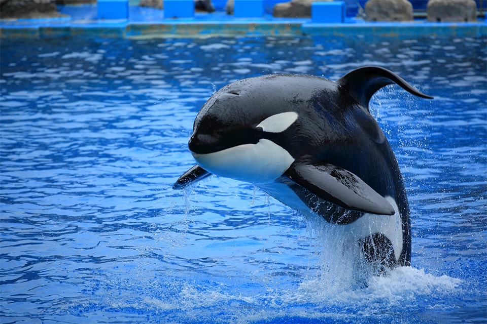 名古屋港水族館